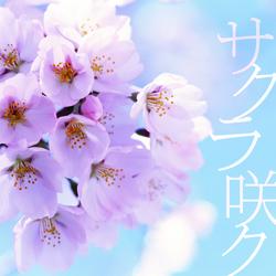 Sakurasaku - Skelt 8 Bambino