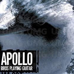 Birds Playing Guitar - Apollo