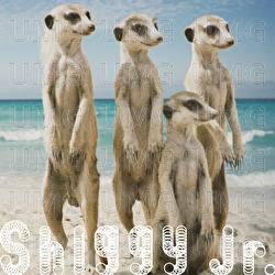Summer Time Love - Shiggy Jr.
