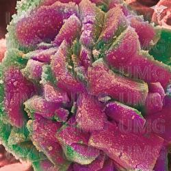 Soul Diesel - Various Artists