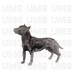 A Dog Called Money / I'll Be Waiting - PJ Harvey