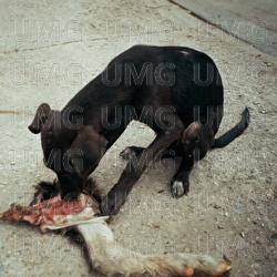 RUNT - slowthai