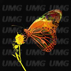 Mariposa - Pablo López