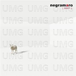000577 - Negramaro