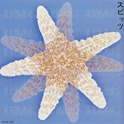 Hibarino Kokoro - Spitz