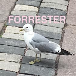 Margarita / FUBU flexfit 1999 - FORRESTER