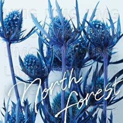North Forest - HY