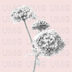 Melatonin - Yung Ouzo