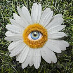 Daisies - Ryan Caraveo