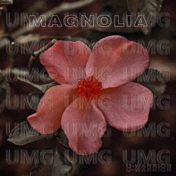 Magnolia - U-WARRIOR