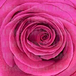 Nahuel Huapi / Daydrinking - Bilderbuch