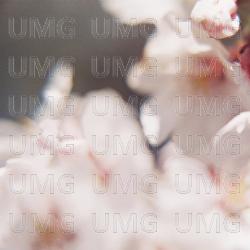 Cerasus Itosakura - Itoko Toma, synfilums