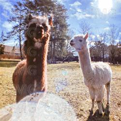 PLASTIKBECHER - SHINSKY x DIMA