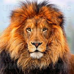 I'm An Animal - Campfire