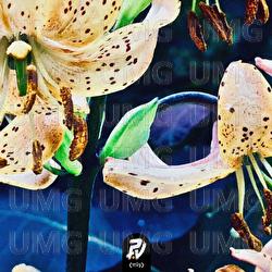Autumnal Tears - The Gardener