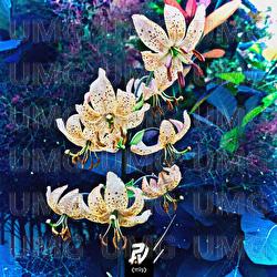 Mixed Emotions - The Gardener