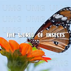 The World Of Insects - Shin Hong Vinh