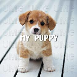 My Puppy - Luc Huy