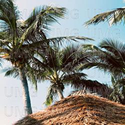 Hang Loose Down - Rain Sounds Nature Collection