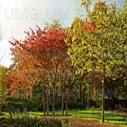 Mellow Out Ambient - Ambient