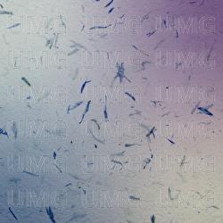 Flowers In Snow - Sophie Hutchings