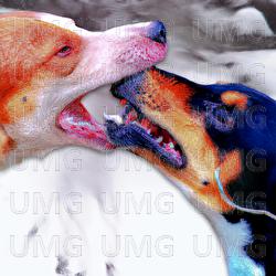 il mio cane - Tripolare