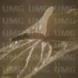 DYKTAFONY - LXS, Lena Osińska, STEEZ83