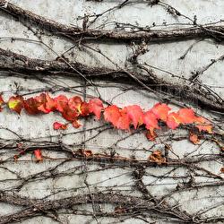 Nueva Inglaterra - Jos&eacute; Madero
