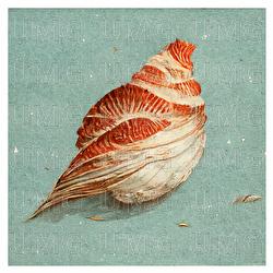 Seashell Bird