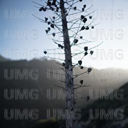 Dead Branch - Feverkin