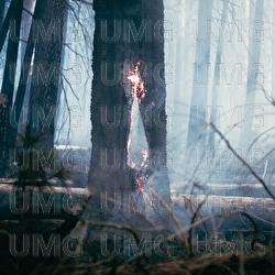 Hollow Fire - Feverkin