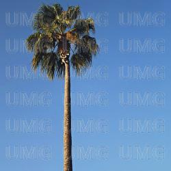 mersinli - Yung Ouzo