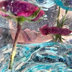 Meni nasnylos - Vivid Rose