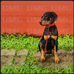 Shaam Tanha - Savera