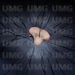 INTROSAPIENS - Gedz, 808bros, PJ Cake