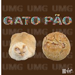 Gato P&atilde;o - Gatoxinha