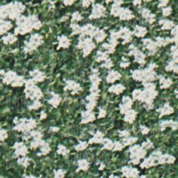 Coming Of Age - Van Houten