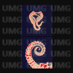 Only A Dream - SENNA, SonaOne, SYA