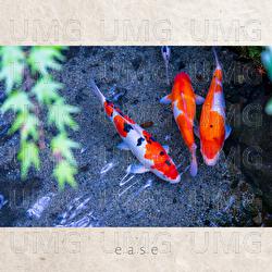 ease - Seizan Ishigaki