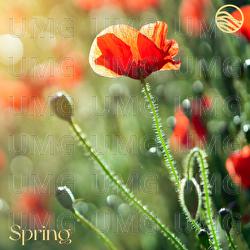 Spring - emeraldwave