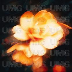Spring Flowers - curv moon