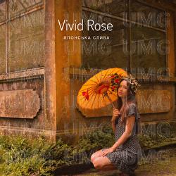 Yaponska slyva - Vivid Rose