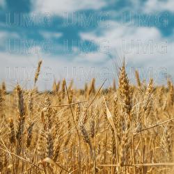 Ukraine - Всюдисвоя