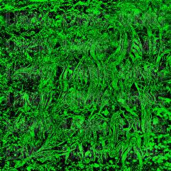 Flora Erotica - Ibisco