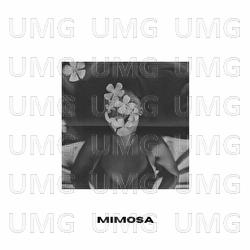 Mimosa - Kenny
