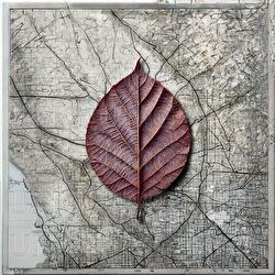 Auă - Dora Gaitanovici