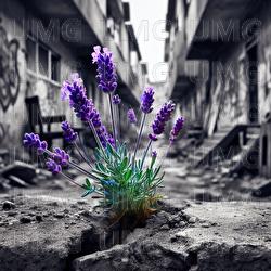 Lavendel - Capital Bra