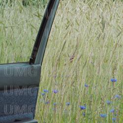 N&auml;ra dig - Anna Ternheim