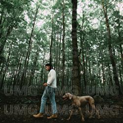 La for&ecirc;t - Jay Tr&eacute;panier