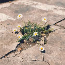 Mighty Name of Jesus & This Place - The Belonging Co